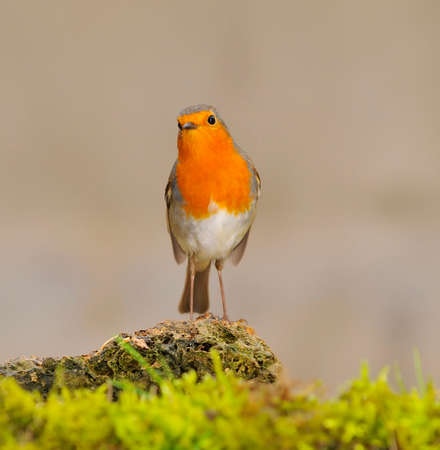 Robin, erithacus rubecula perched on a log with moss