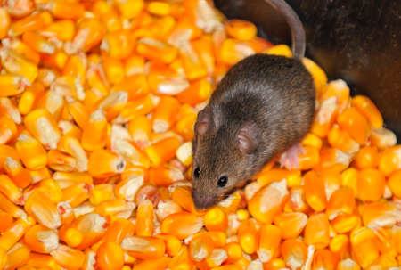 Four field mice eating corn grain on the farm.の写真素材
