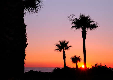 Sunset with palms in Barrosa beach,Cadiz, Spain.の写真素材