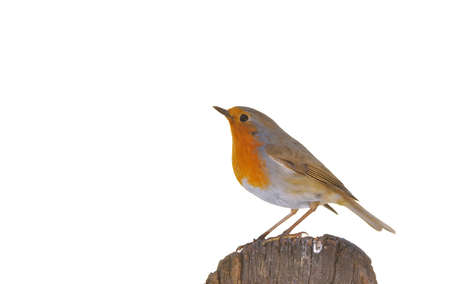 Robin, erithacus rubecula perched on a log and isolated on white background
