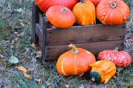 Picking pumpkins in the orchard of the farm.の写真素材