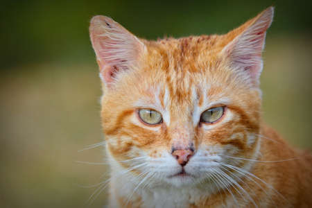 Close-up of red and white haired cat looking at camera. Unfocused backgroundの写真素材