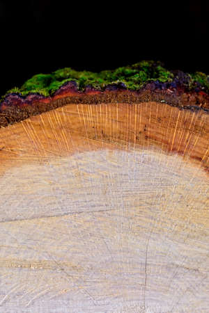 Cutting tree trunk covered with moss of different colors. Black background. Macroの写真素材