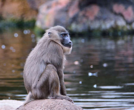 Close-up of brown haired chimpanzee sitting on rock while looking away. Water on backgroundの写真素材