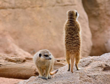 Close-up of two suricates. Rock formation on backgroundの写真素材
