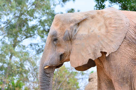Close-up of grey skinned elephant's trunk and mouth with tusk
