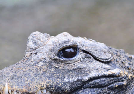 Crocodile eye in close-up looking at cameraの写真素材