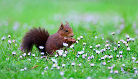 Close-up of curious red squirrel on green meadow. Bokehの写真素材