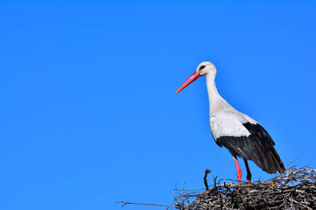 Close-up of white stork in nest. Side viewの写真素材