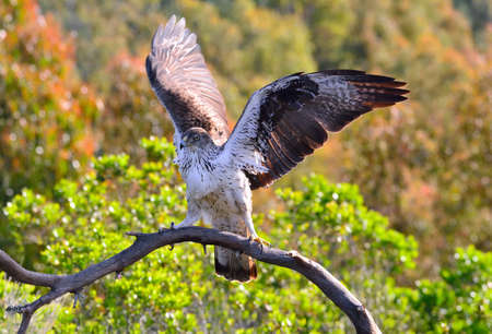 View on beautiful Bonelli's eagle with spreaded wings on tree branch.Bokehの写真素材