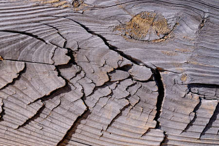 Close-up of wood trunk with cracks in daylightの写真素材