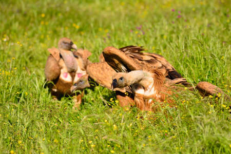 Close-up of three wild Eurasian Griffons  relaxing under the sun on grassの写真素材