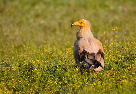 Egyptian vulture on a flowery field.の写真素材
