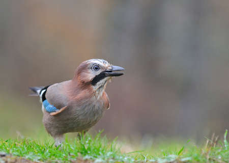 Eurasian Jay in the rain perched on the grassの写真素材