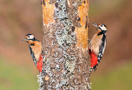 Two great spotted woodpecker perched on a log.の写真素材