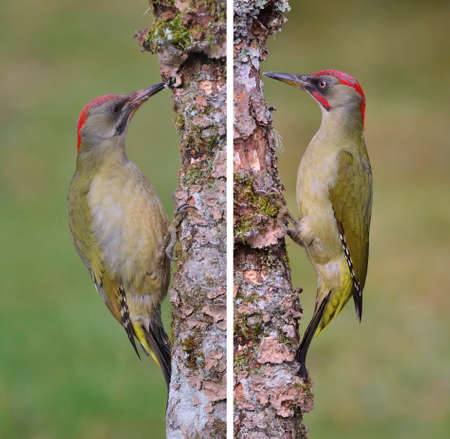 Pair of european green woodpecker perched on a branch.