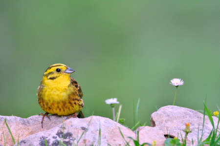 Male yellowhammer on a stone, (Emberiza citrinella).の写真素材