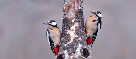Two great spotted woodpecker perched on a log.の写真素材
