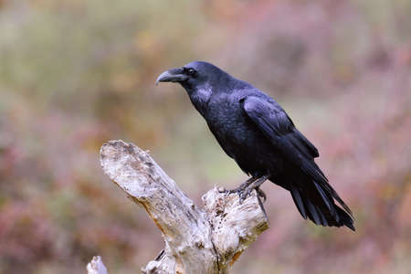 Black Raven, Corvus corax in autumn time. Looking for something to eat.の写真素材