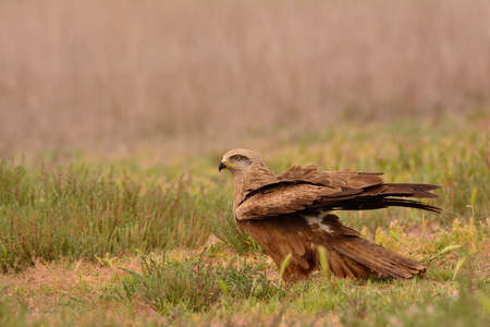 Black kite, Milvus migrans perched in the countryside.の写真素材