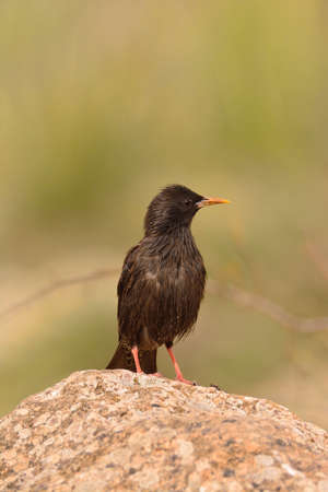 Spotless starling perched on a stone with brown background.の写真素材