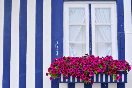 Beautiful purple petunias in the open close window.の写真素材