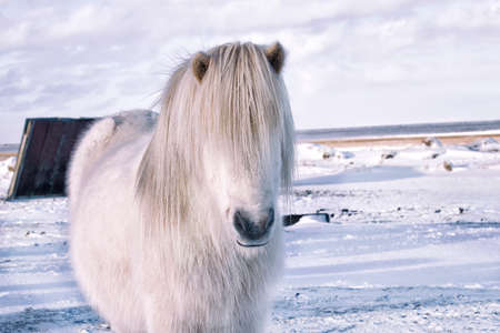 white Icelandic horseの写真素材