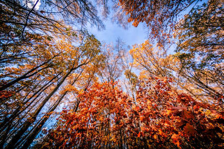 forest in a colorful version of autumn colorsの写真素材