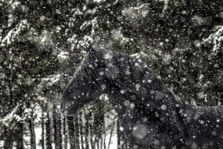 galloping Friesian stallionの写真素材
