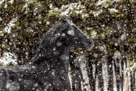 galloping Friesian stallionの写真素材