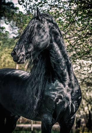 Beautiful frisian stallion - a portrait in the snowの写真素材
