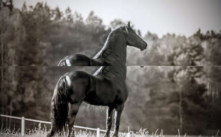 Beautiful black horse. The Friesian stallion gallops in the autumn meadow in the sunの写真素材