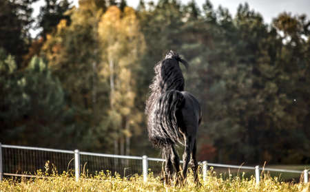 Beautiful black horse. The Friesian stallion gallops in the autumn meadow in the sunの写真素材