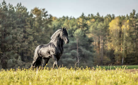 Beautiful black horse. The Friesian stallion gallops in the autumn meadow in the sunの写真素材