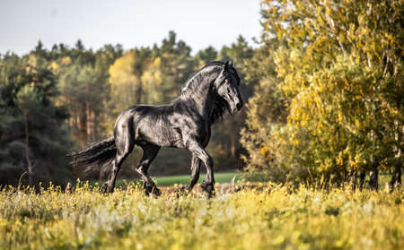 Beautiful black horse. The Friesian stallion gallops in the autumn meadow in the sunの写真素材