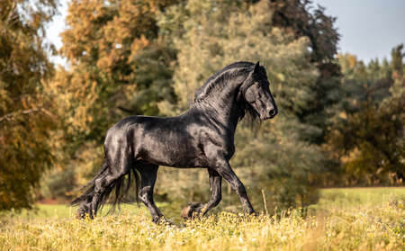 Beautiful black horse. The Friesian stallion gallops in the autumn meadow in the sunの写真素材