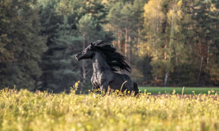 Beautiful black horse. The Friesian stallion gallops in the autumn meadow in the sunの写真素材
