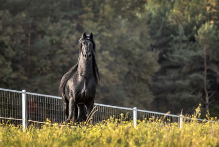 Beautiful black horse. The Friesian stallion gallops in the autumn meadow in the sunの写真素材