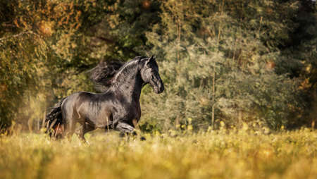 Beautiful black horse. The Friesian stallion gallops in the autumn meadow in the sunの写真素材