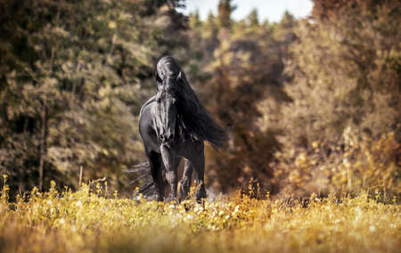 Beautiful black horse. The Friesian stallion gallops in the autumn meadow in the sunの写真素材