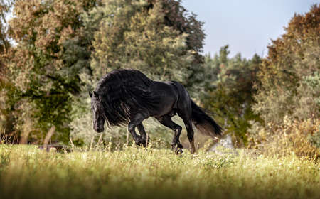Beautiful black horse. The Friesian stallion gallops in the autumn meadow in the sunの写真素材