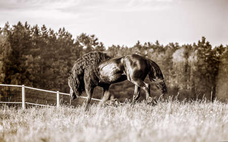 Beautiful black horse. The Friesian stallion gallops in the autumn meadow in the sunの写真素材