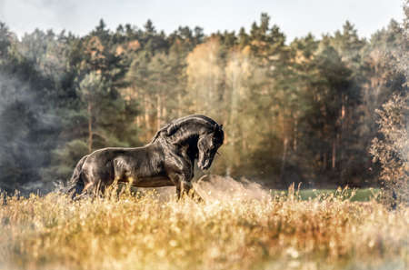 Beautiful black horse. The Friesian stallion gallops in the autumn meadow in the sunの写真素材