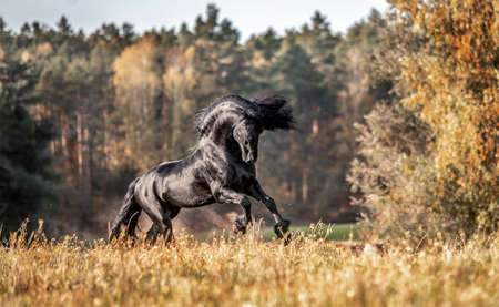 Beautiful black horse. The Friesian stallion gallops in the autumn meadow in the sunの写真素材