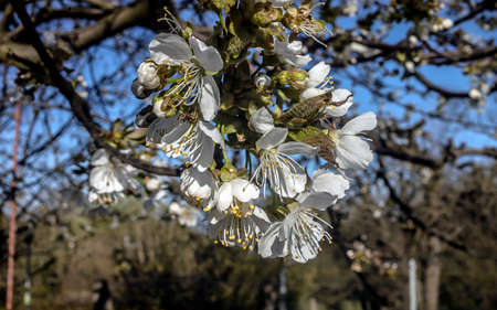 close up of white flowerの写真素材