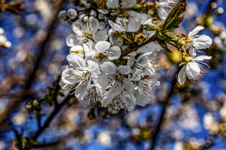 close up of white flowerの写真素材