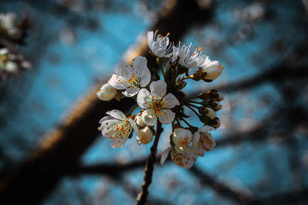 close up of white flowerの写真素材