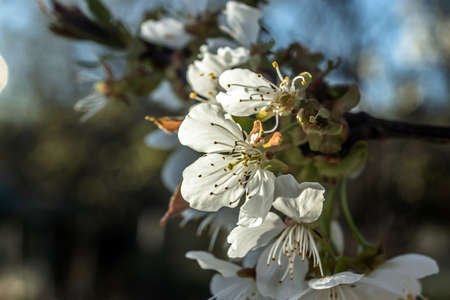 close up of white flowerの写真素材