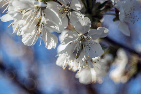 close up of white flowerの写真素材