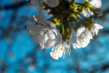 close up of white flowerの写真素材